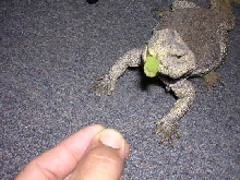 Dog4