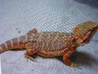 baby mars