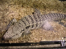 blue tegu