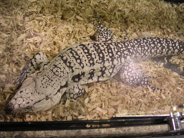 blue tegu