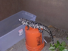 agile tegu