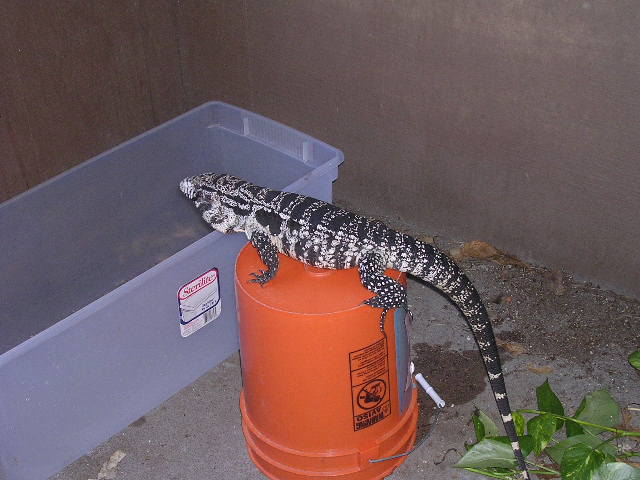 agile tegu