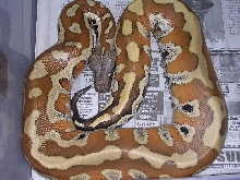 freshly shed Medussa