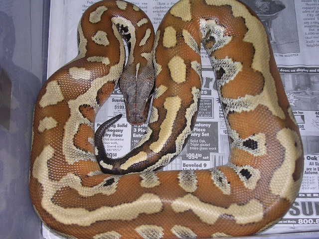 freshly shed Medussa