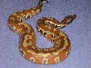 freshly shed Medussa 2