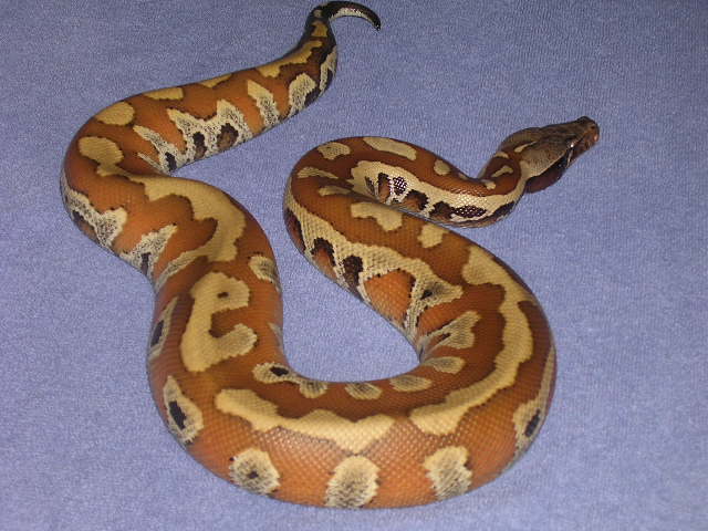 freshly shed Medussa 2