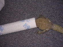 cleo in toilet roll
