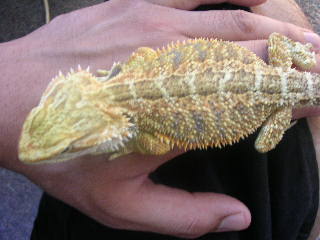 juvie orange