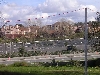 stork
