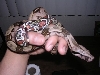 male suri