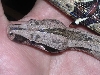 male suri eyebrows
