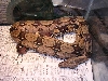 browserr