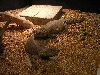 cleo and slo mo chillin
