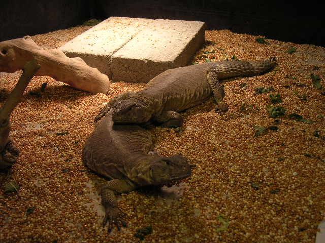 cleo and slo mo chillin