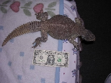 dogngeorge