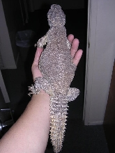 doginhand