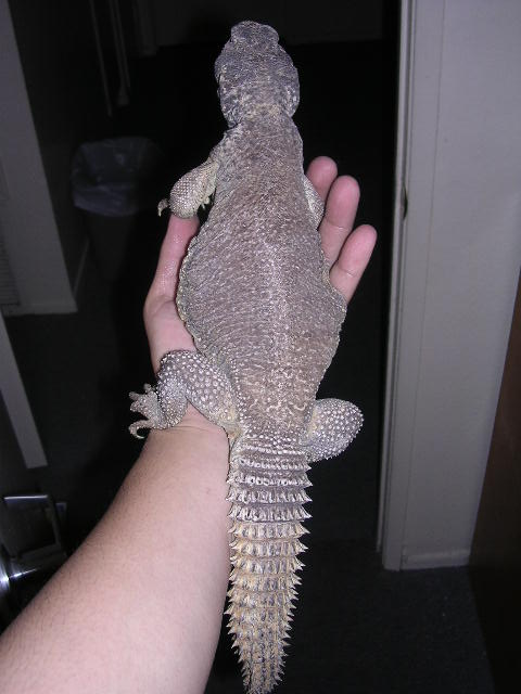 doginhand