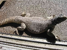 dogtanning1