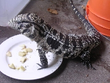 Roy eating apples