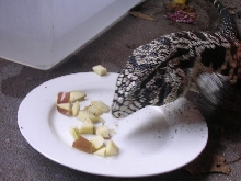 eating apples