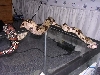 browser freshly shed
