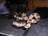 browser freshly shed