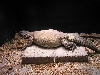 fat cleo 2