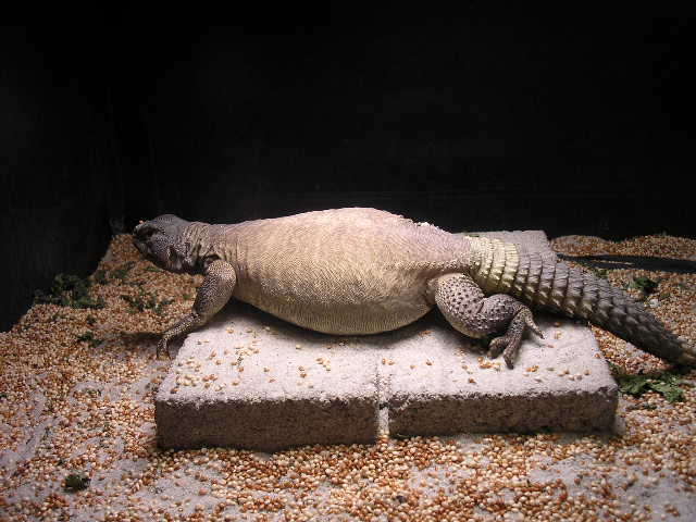 fat cleo 2