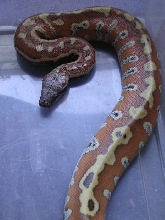 Very Red Male Blood - $200