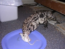 Roy eating