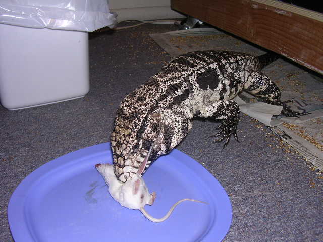 Roy eating