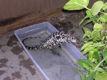 Roy taking a soak