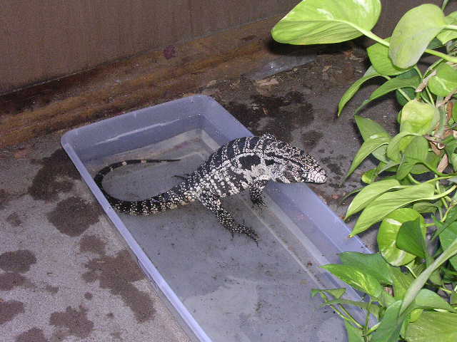 Roy taking a soak