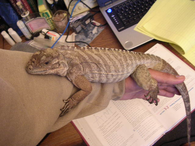 arm ride