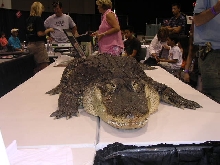 alligator at the NARBC