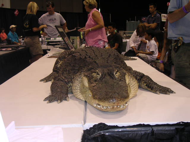 alligator at the NARBC