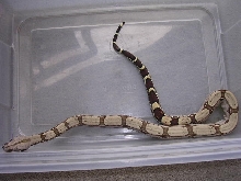 Clean CB female suri $325
