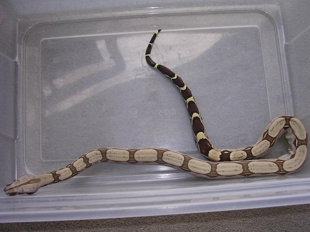Clean CB female suri $325