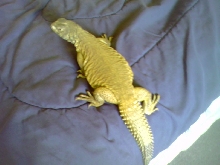 my female egyptian uro