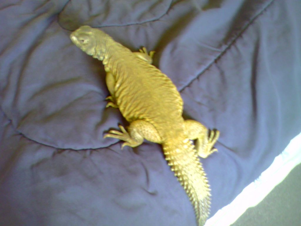 my female egyptian uro