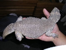 Dog3