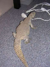 DOG3