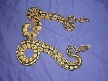 male and female
