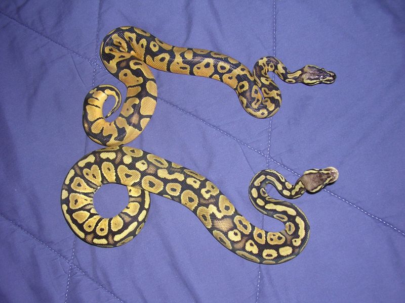 male and female
