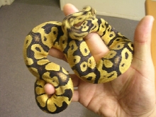 Nerd lemon pastel