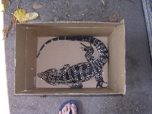 male tegu