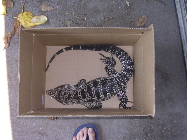 male tegu