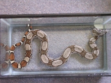 male surinam boa