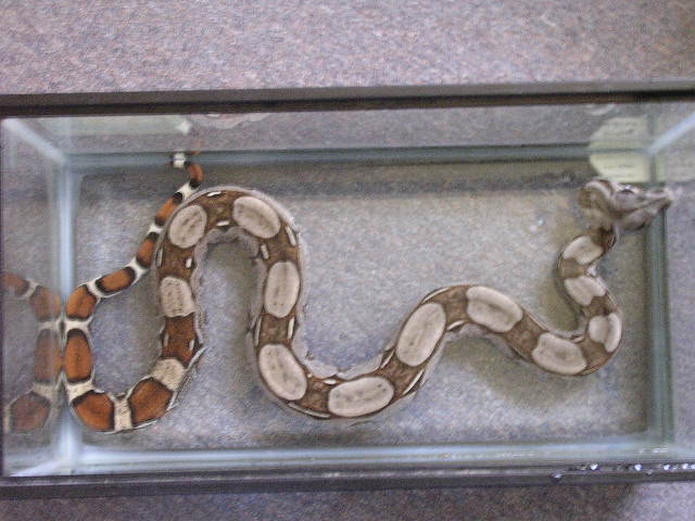 male surinam boa