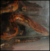 Hamlet =) My first snake =D